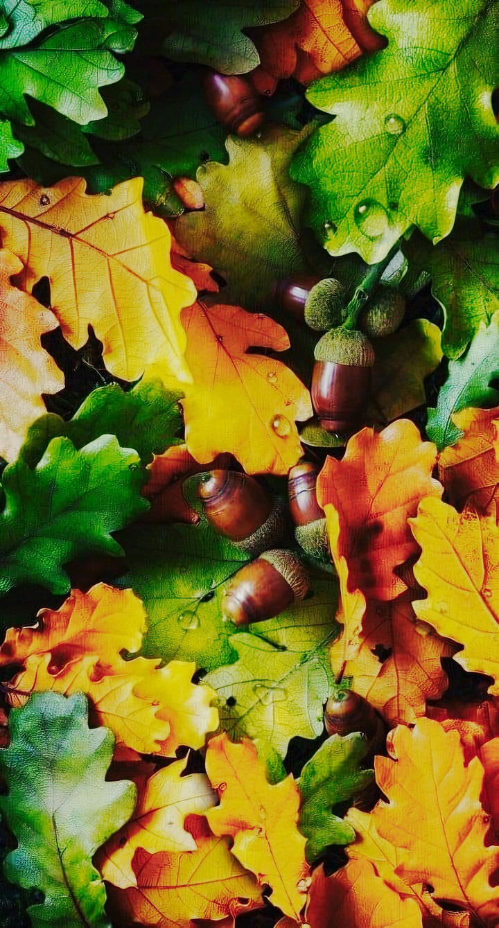 LEAVES and ACORNS