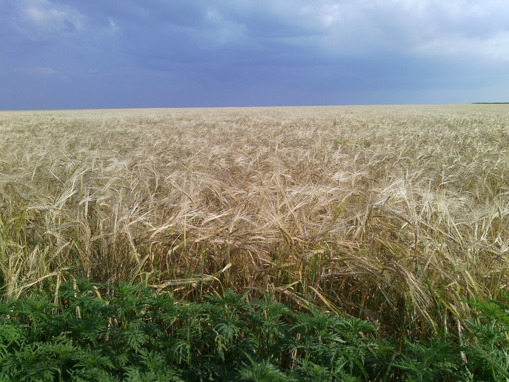a field of wheat