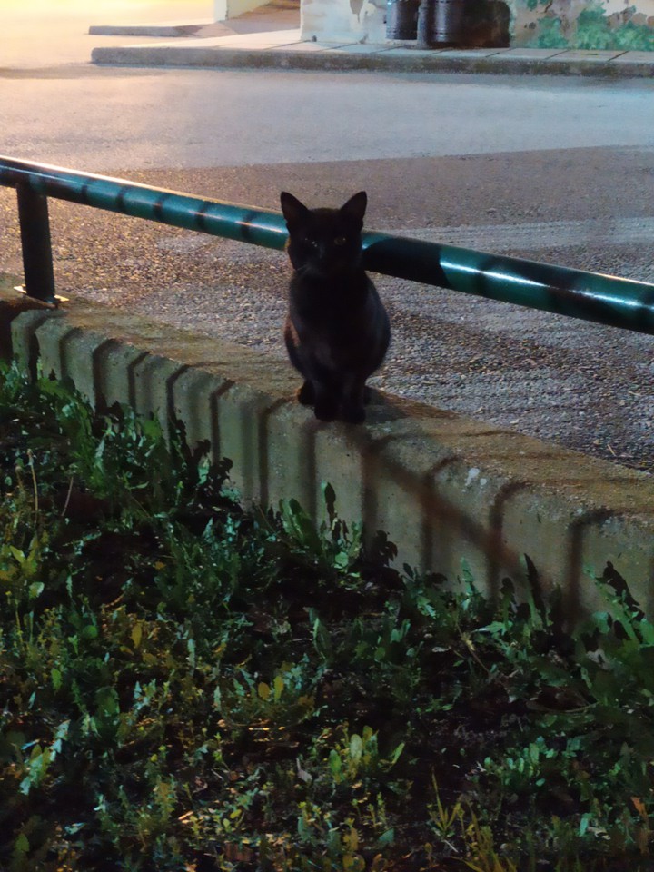 BlAcK CaT