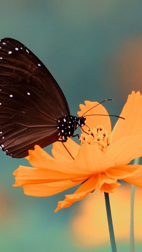 обои flower, insect