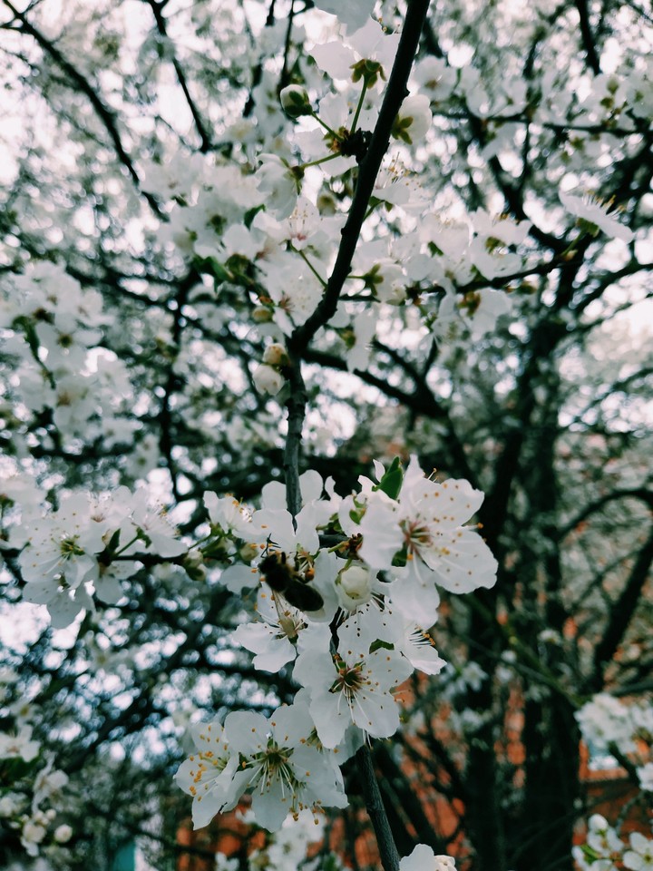blossom