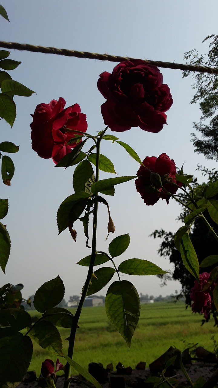 Wild Roses