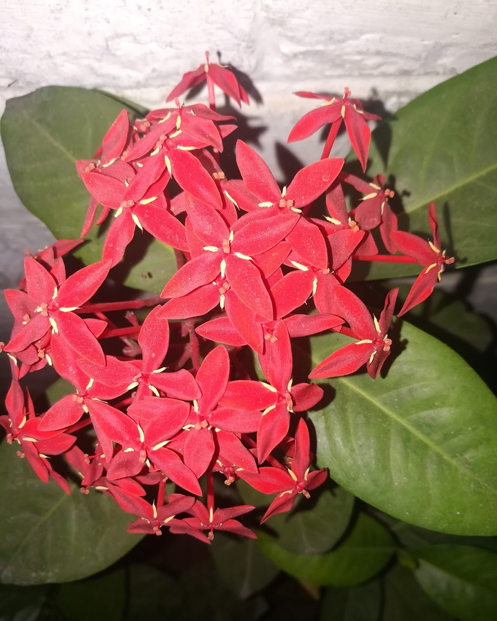 starcluster flower