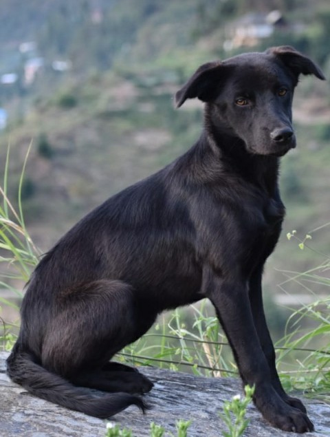 #Dog