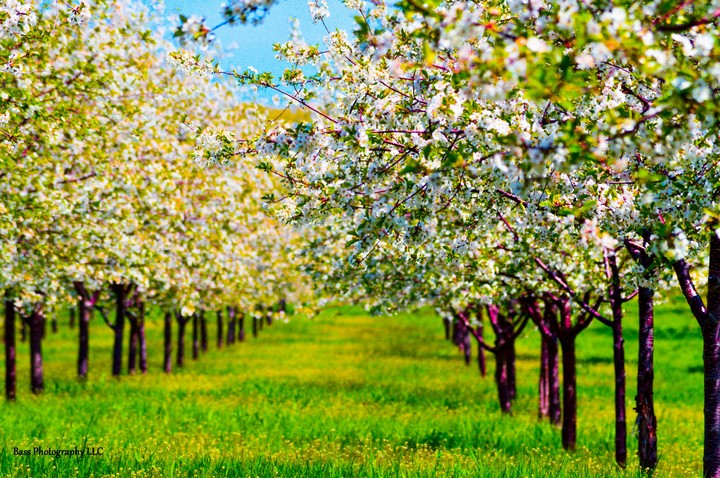 cherry blossom time