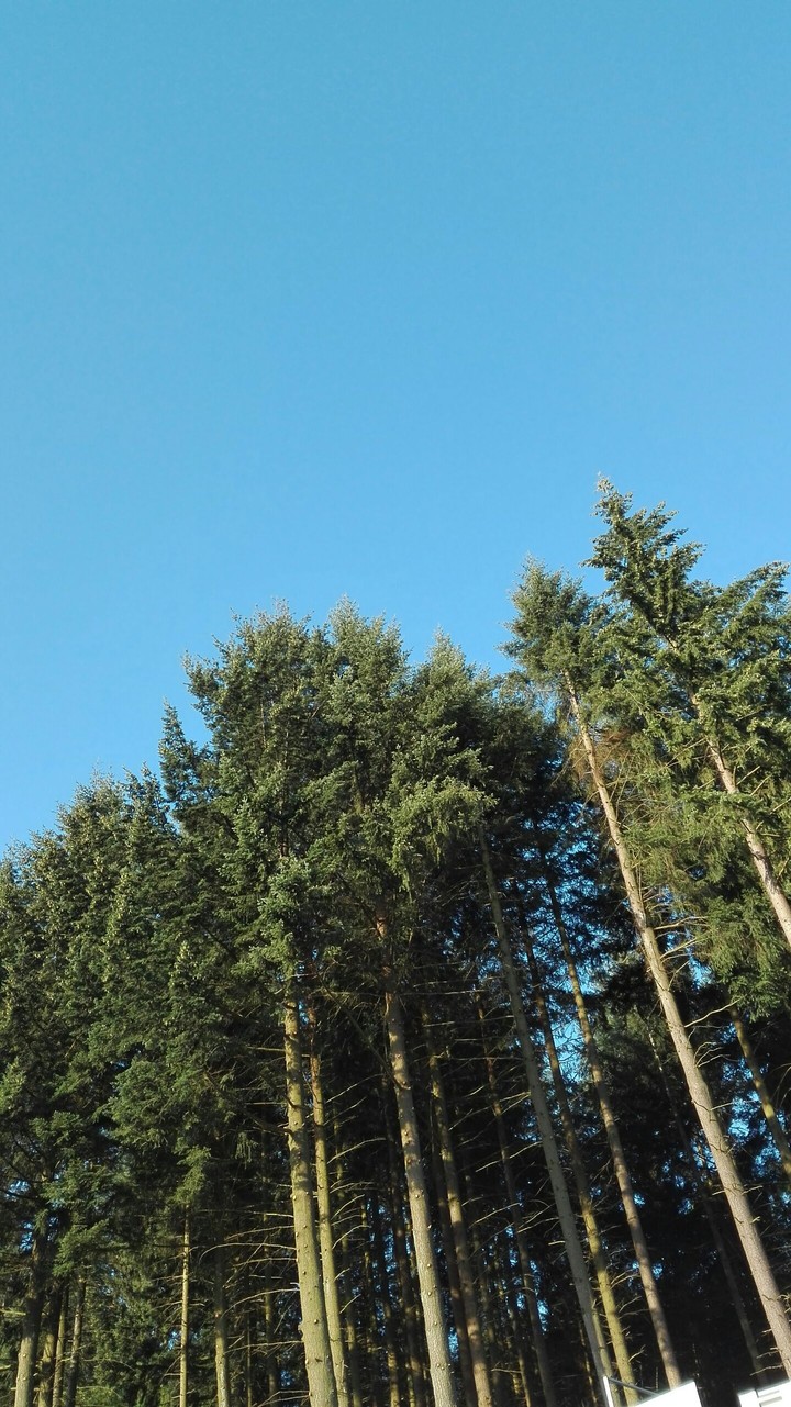 Trees before sky