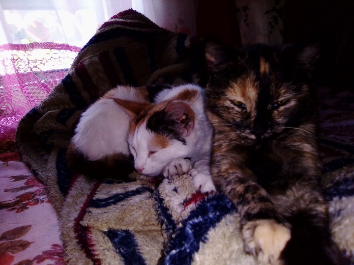 котята