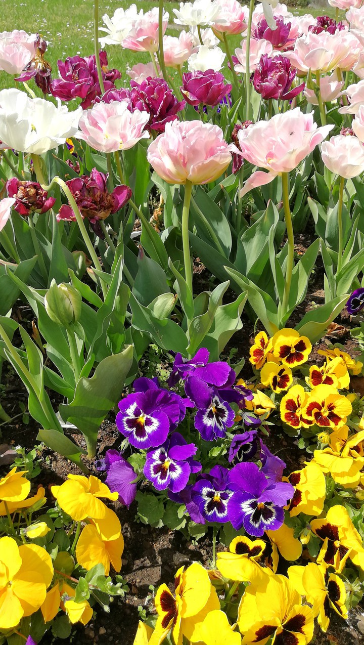 Frühlingsgefühle, Tulpen und Stiefmütterlich