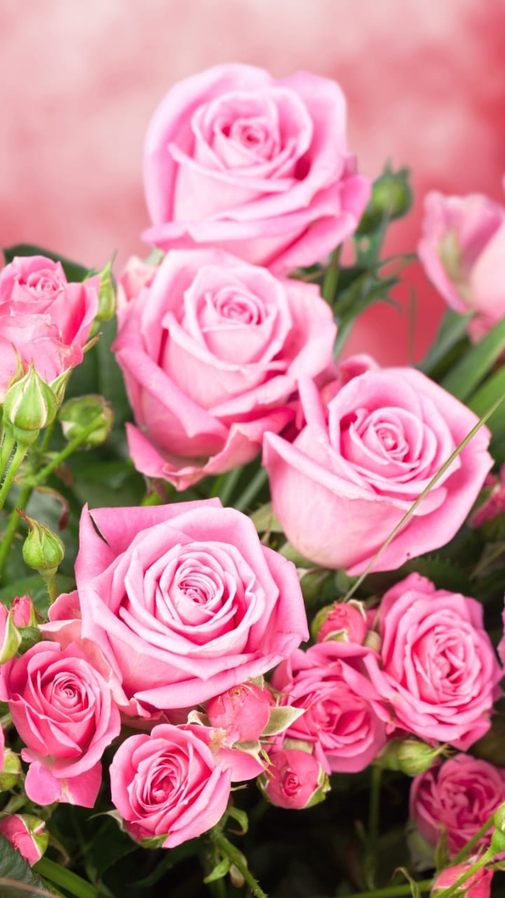 Pink Rose