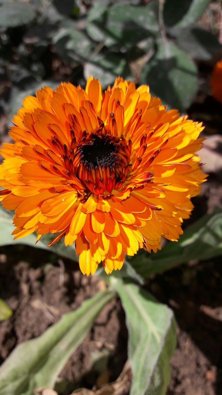 Bright#Yellow#flower