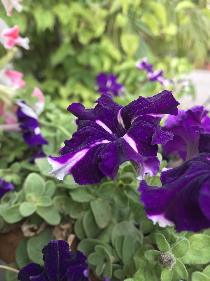 flower purple❤️