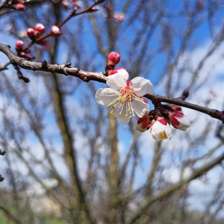 весна цветы Spring