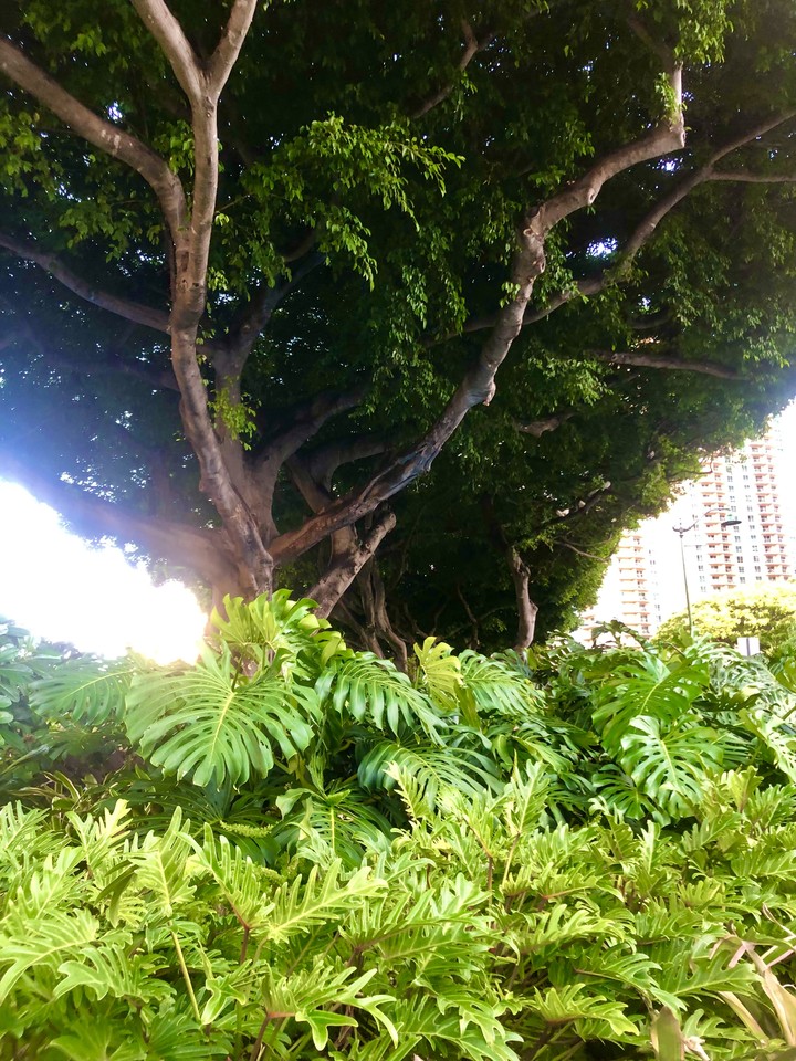 Hawaiian Tree