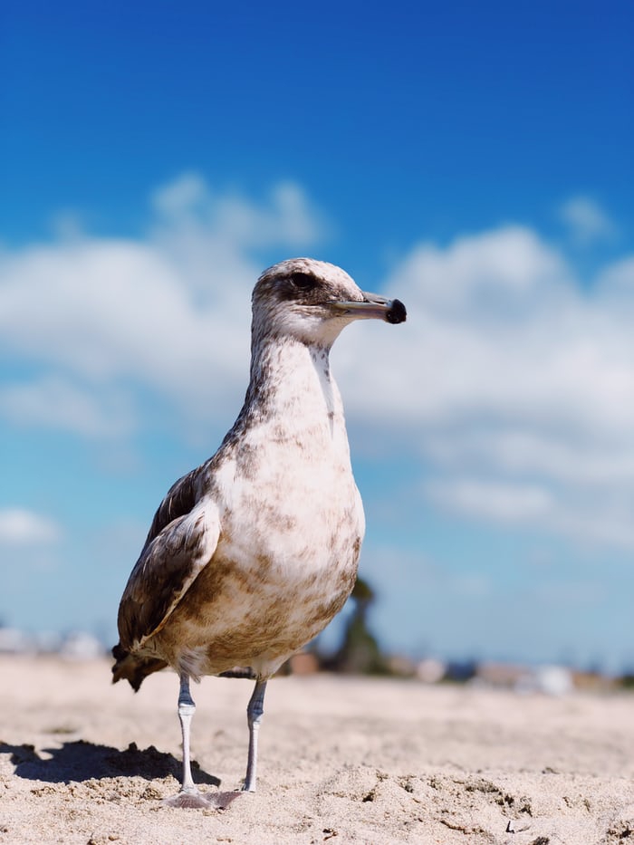 birds