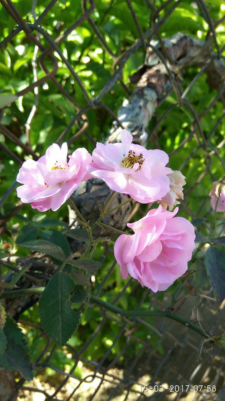hoa anh dao
