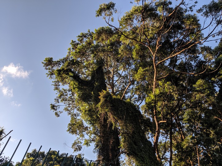 floresta
