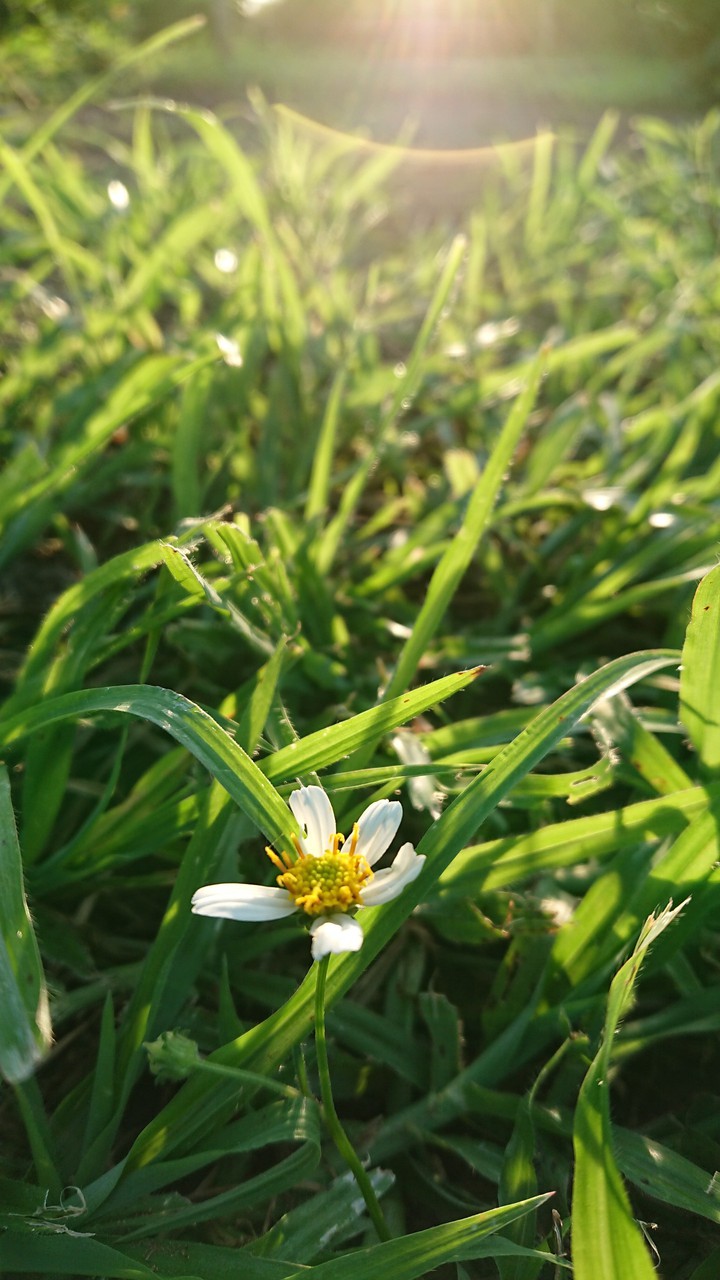 Flower