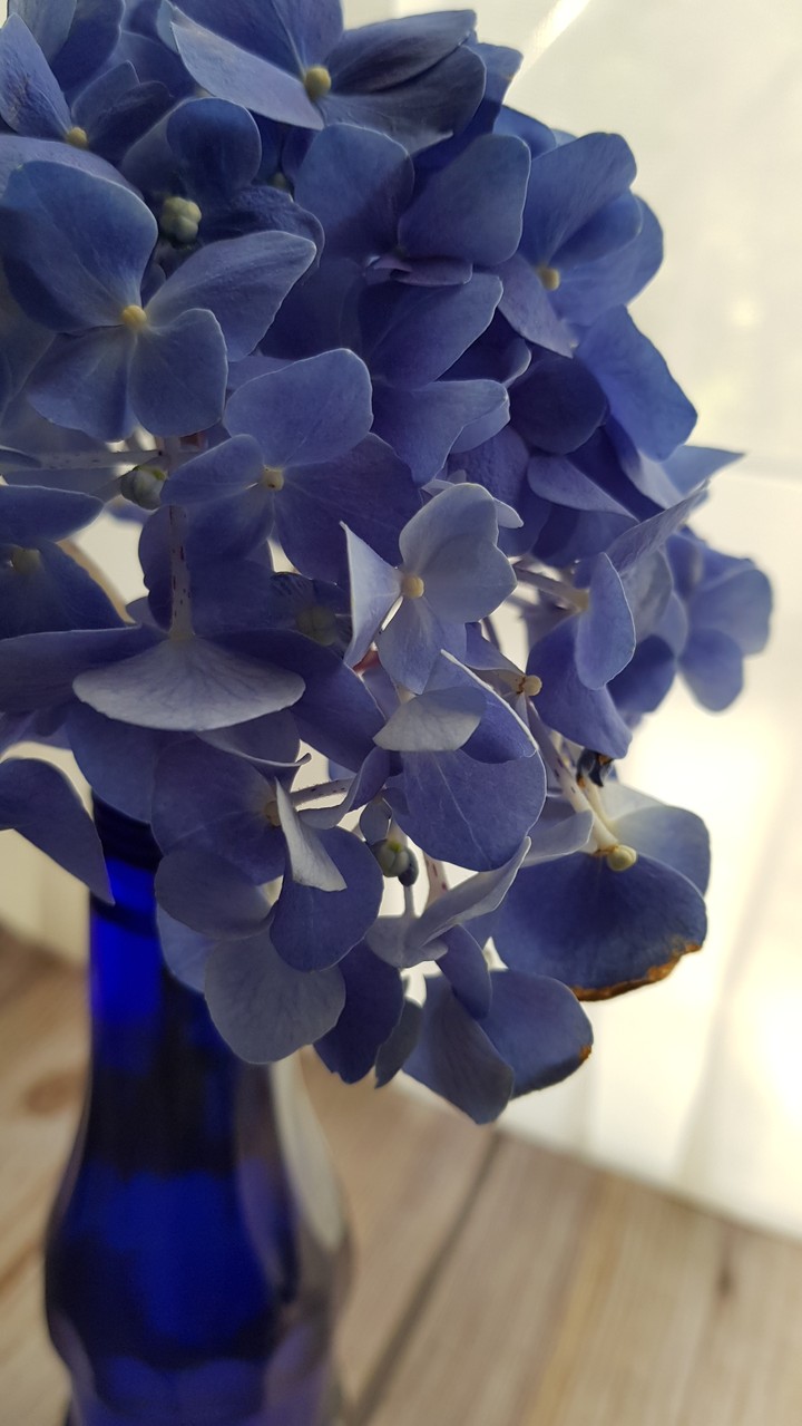 Hydrangea