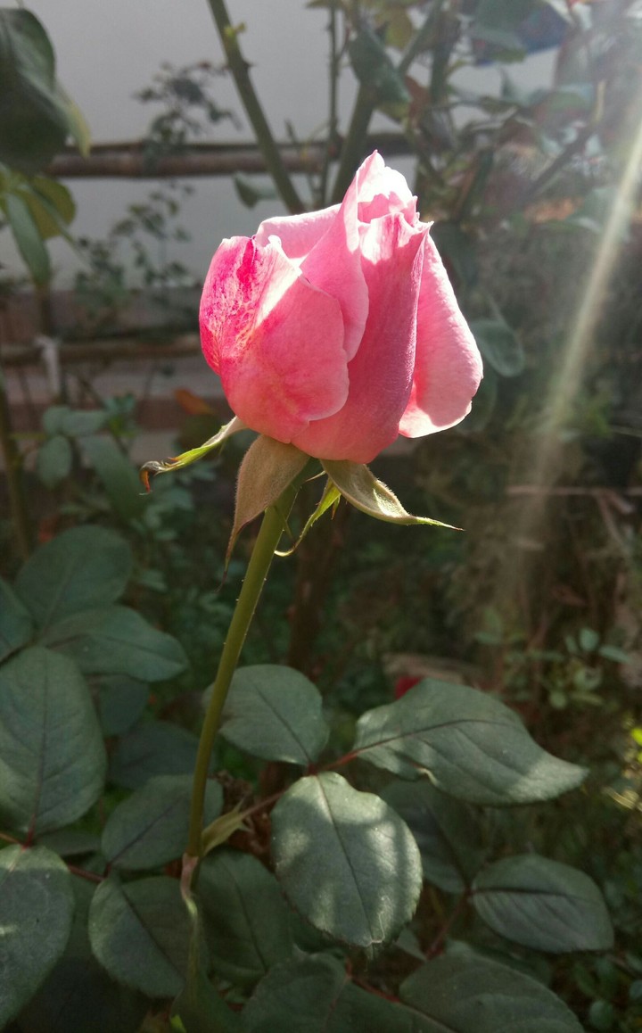 Rose in sunrise