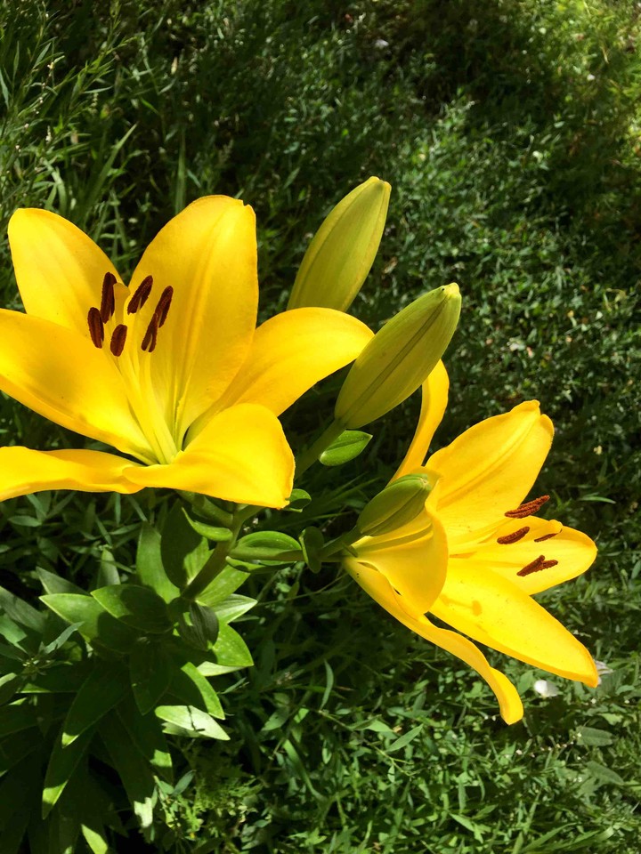 Bright lily
