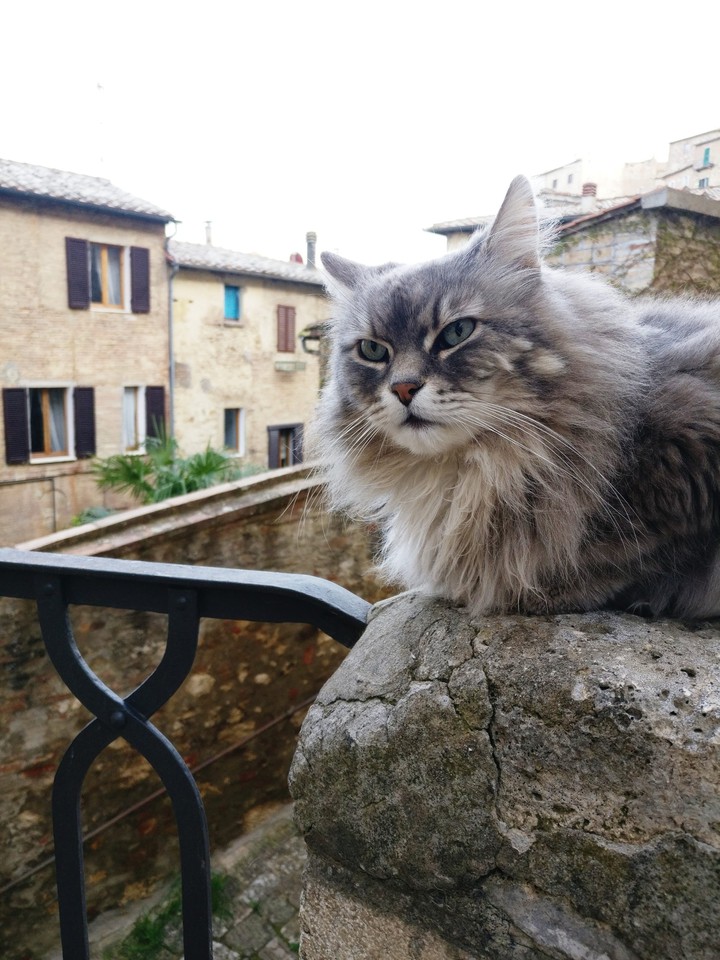 Italian Cat