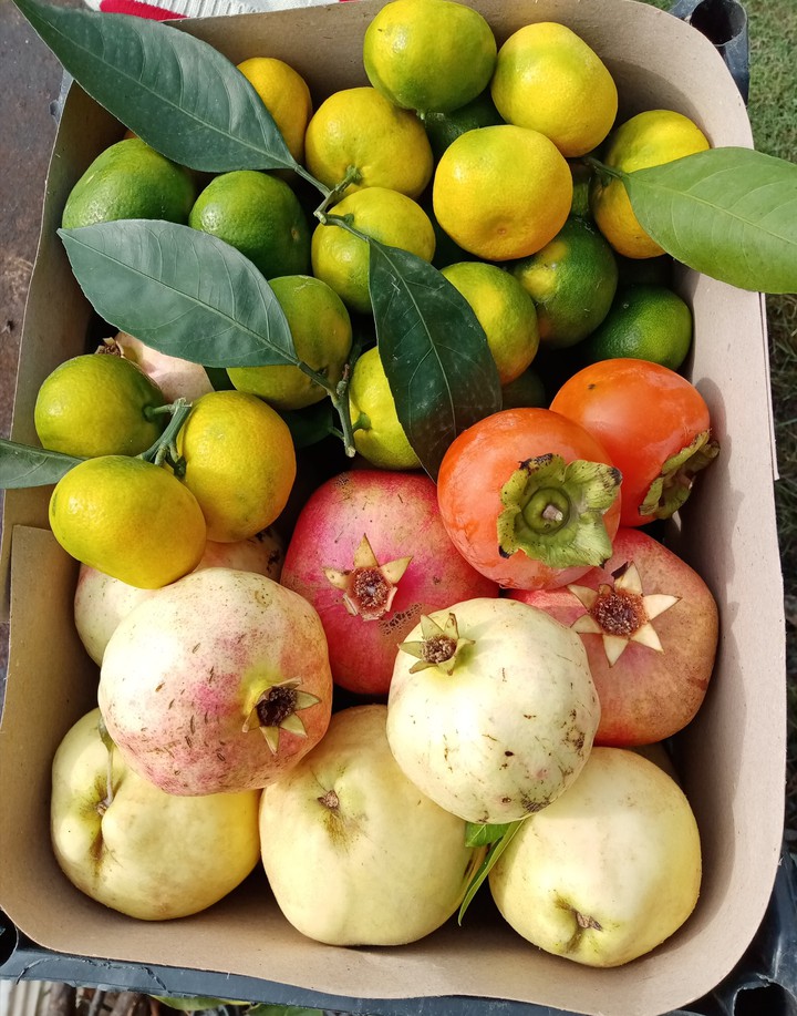 Color Fruits