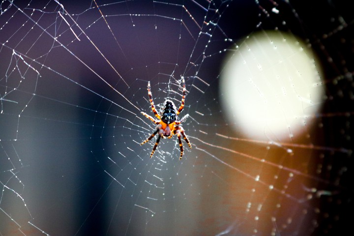 Little Spider