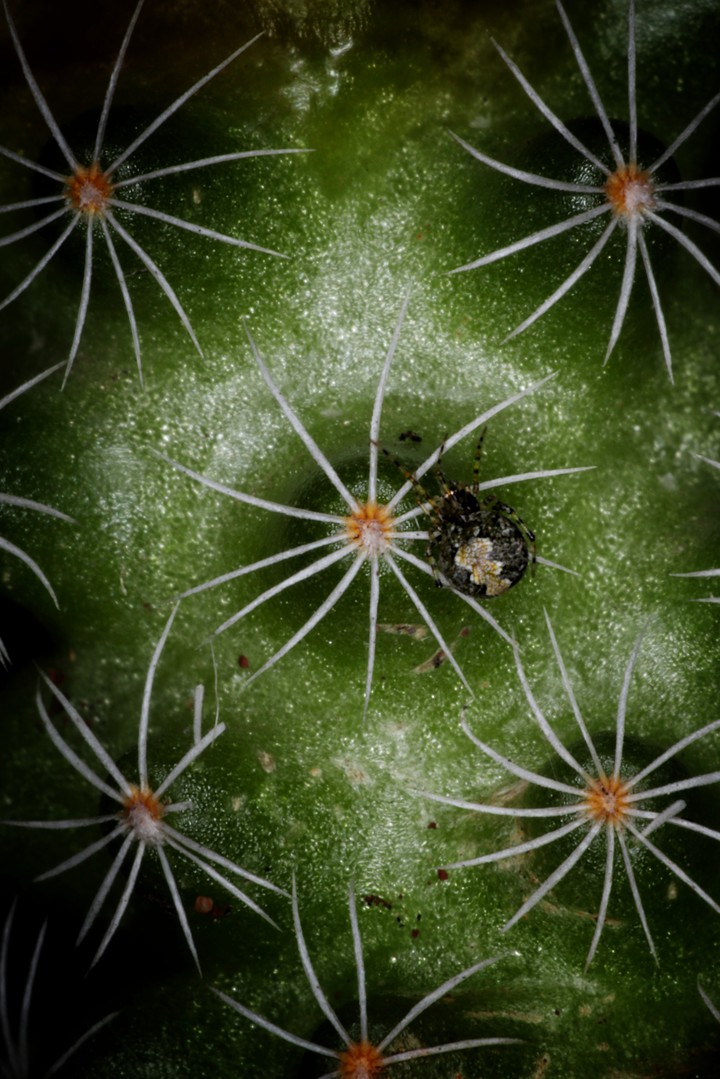 Little spider