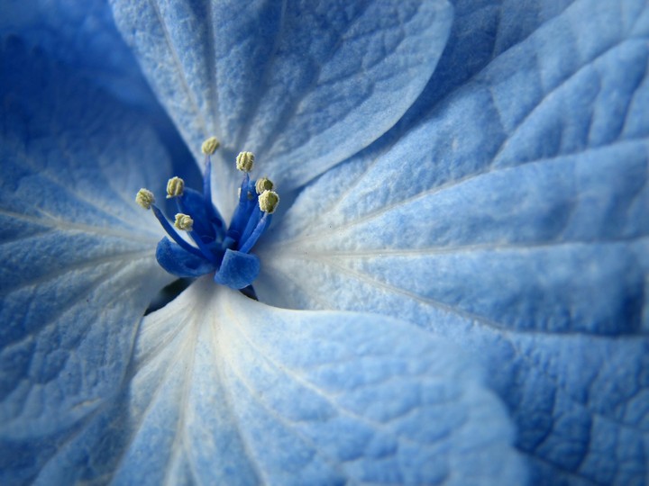 Beautiful Blue Flower