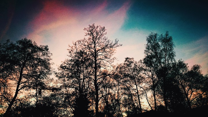 Forest On Dawn