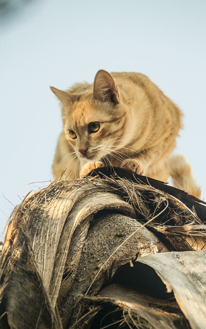 cat