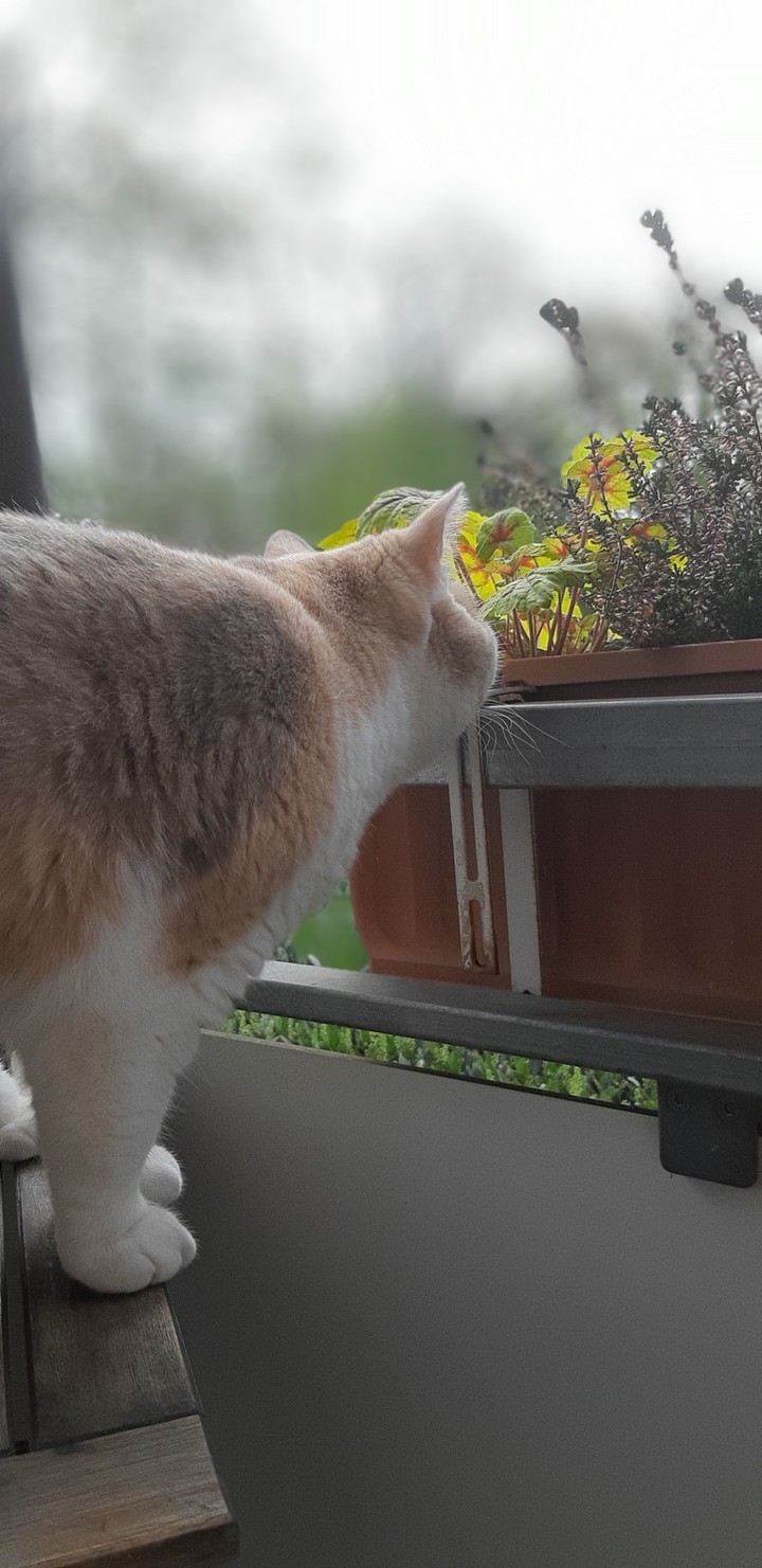 Katze