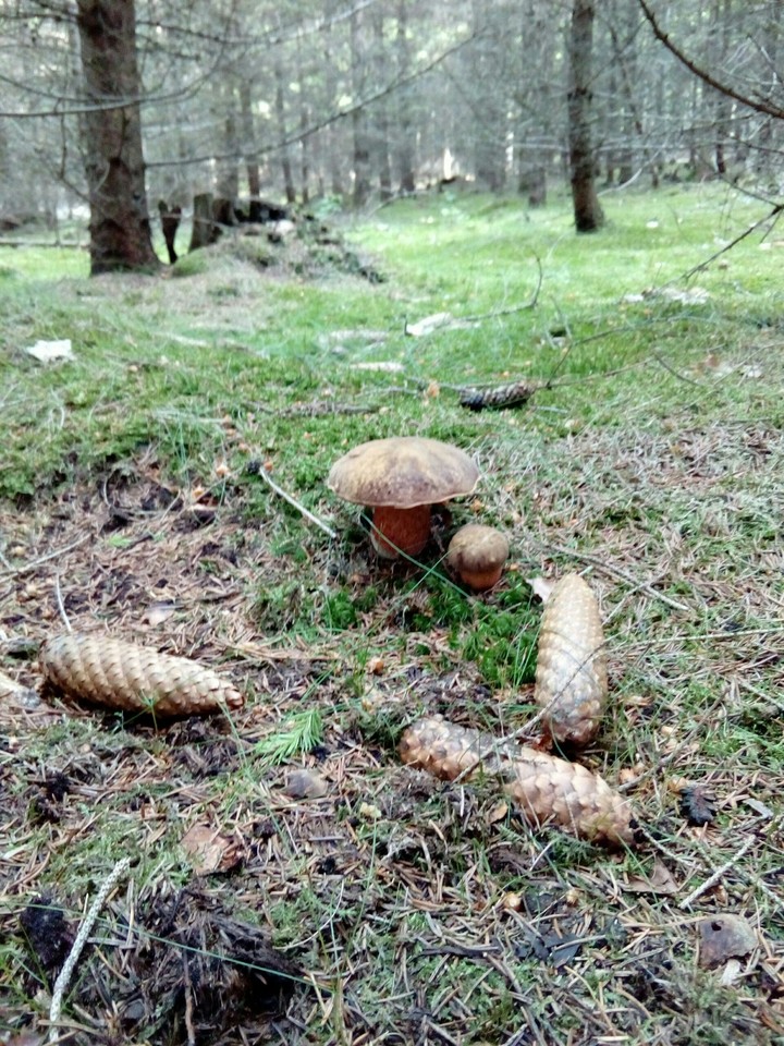 nádherní modráci?