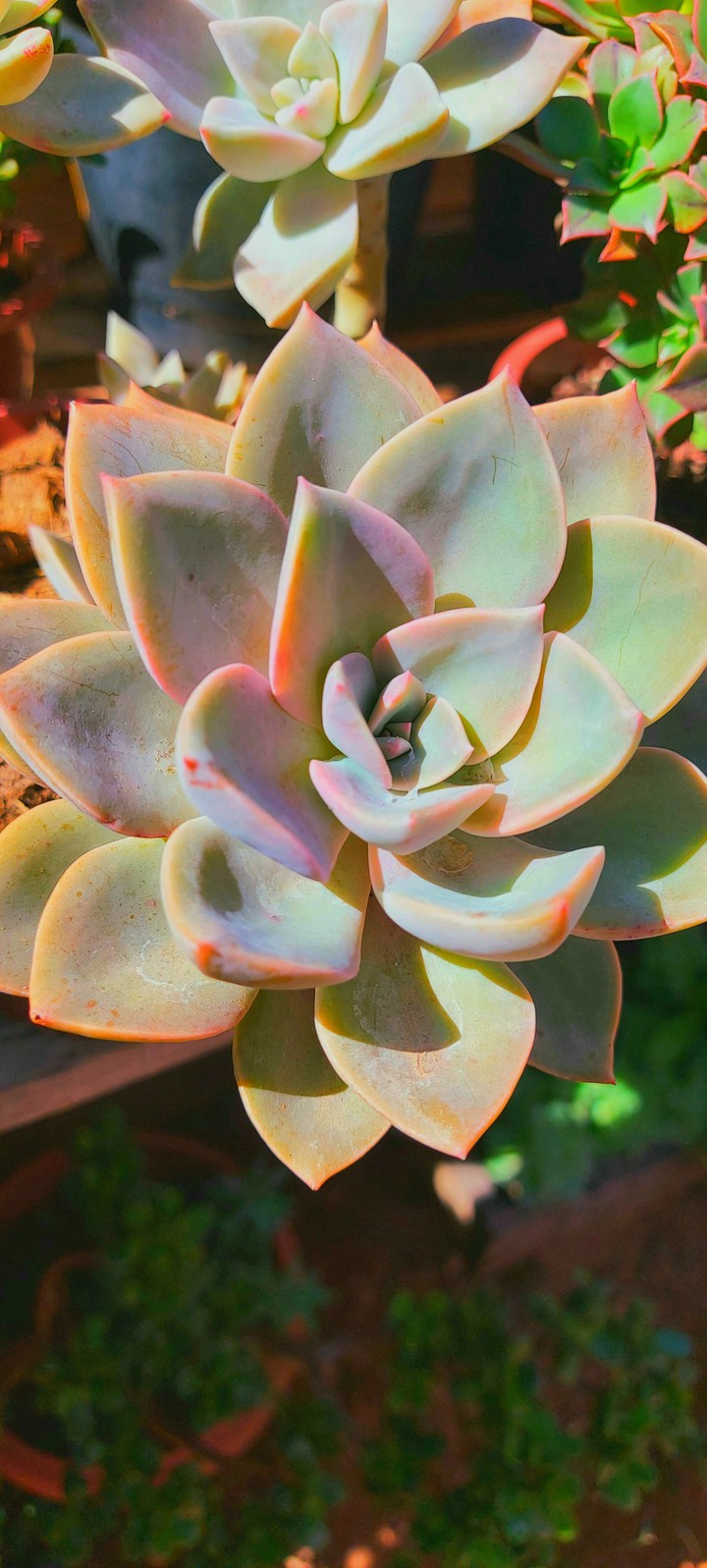 flower colored