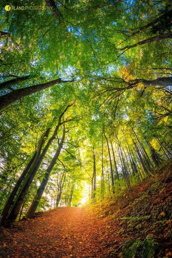a dense forest