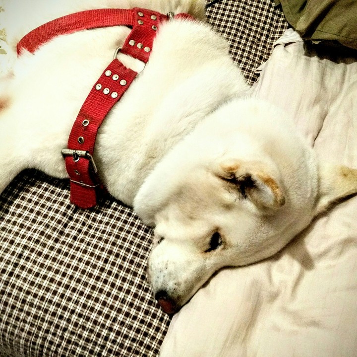 My sleep dog