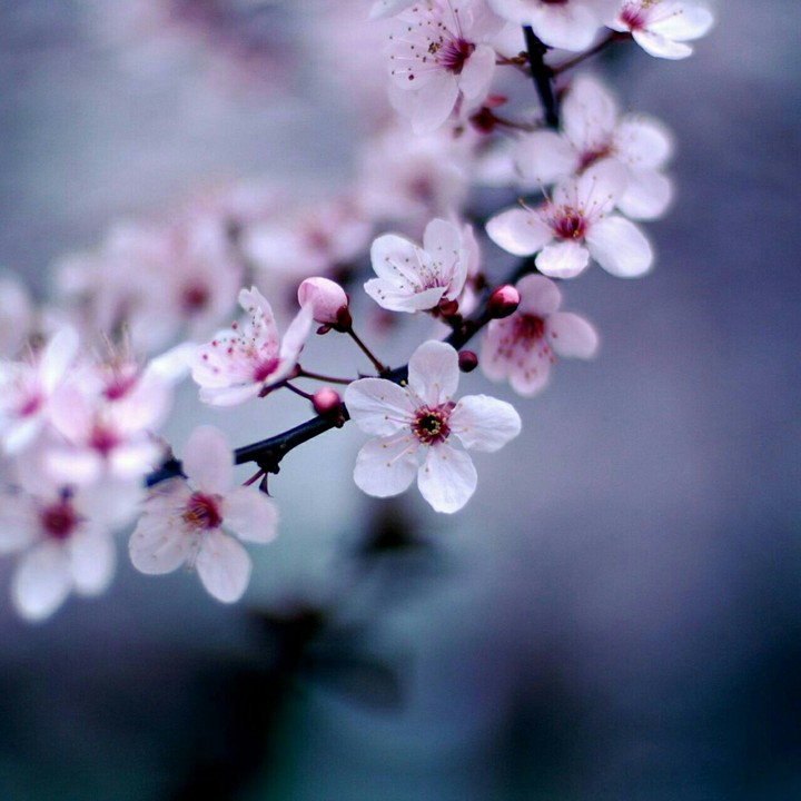 floral beauty