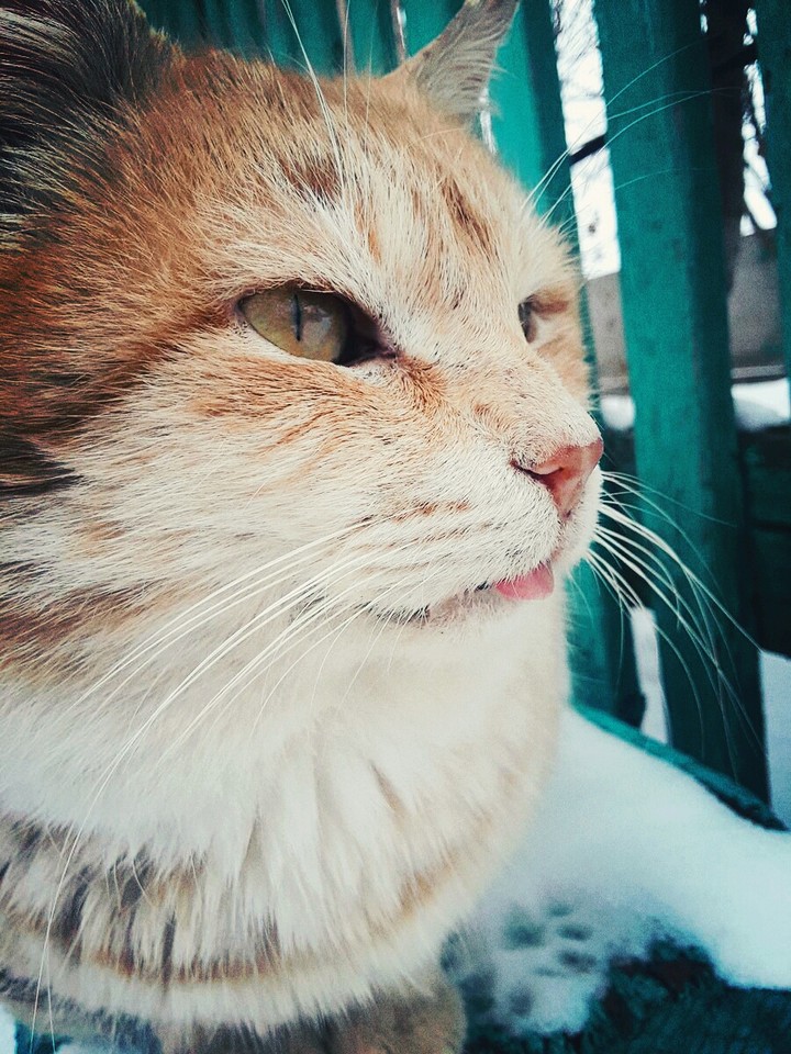 cat:)