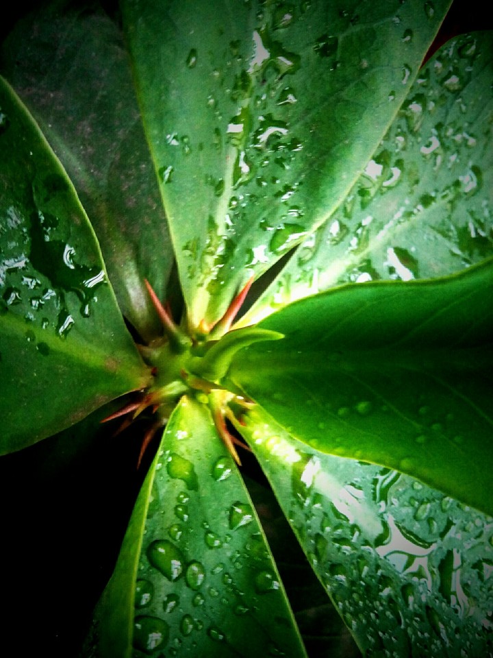 Rain drops
