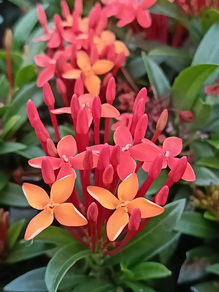 flowers ?