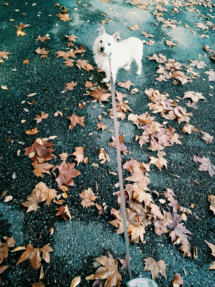 animal