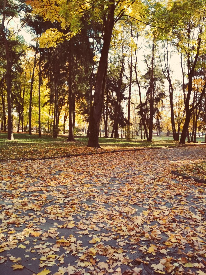Золотая осень