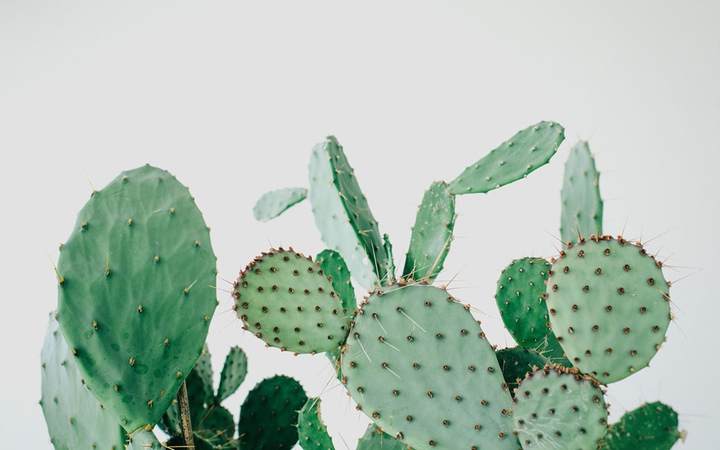 Cactuses