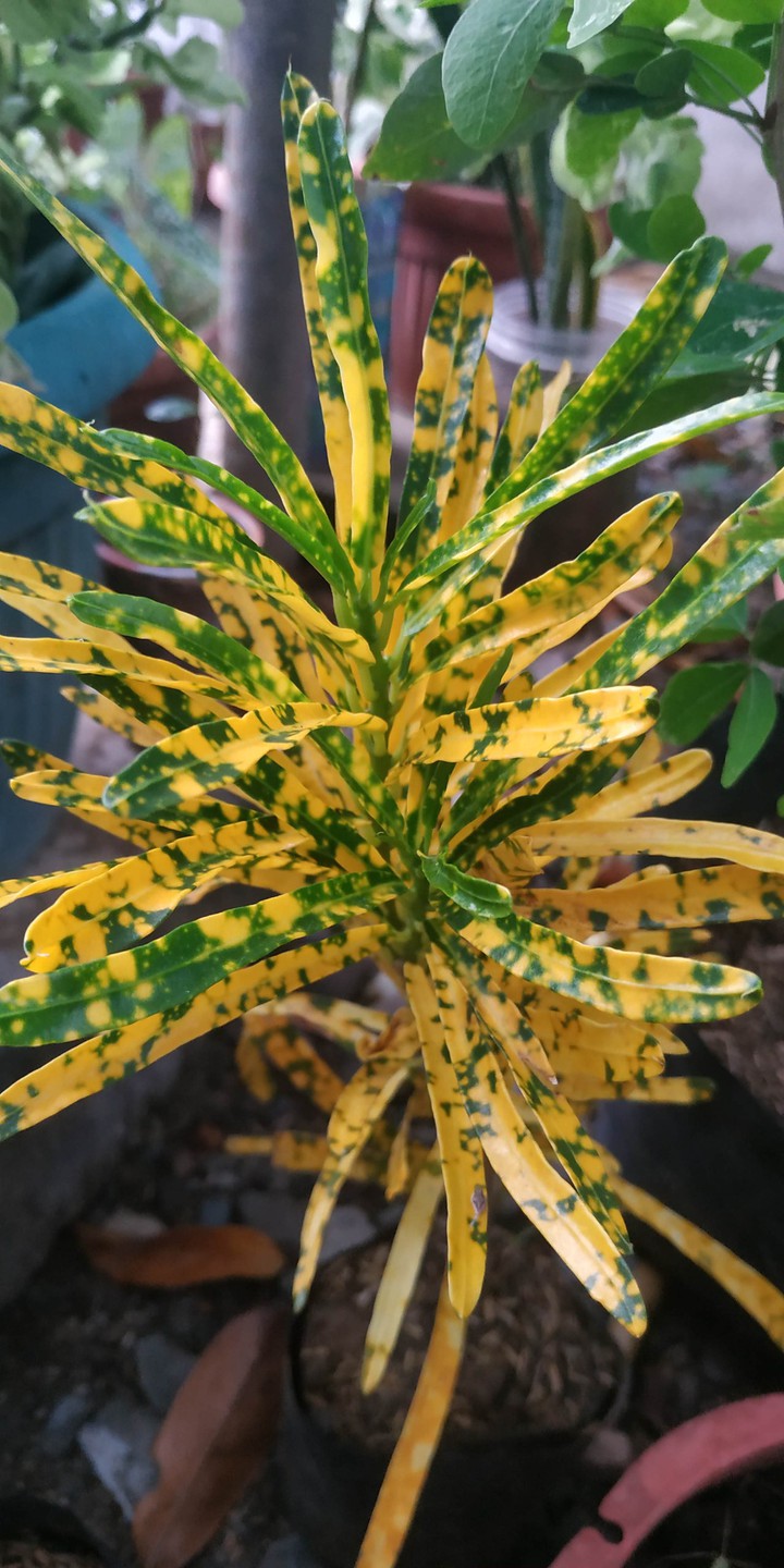 croton