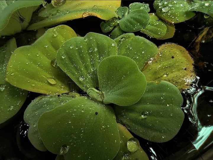 water plant