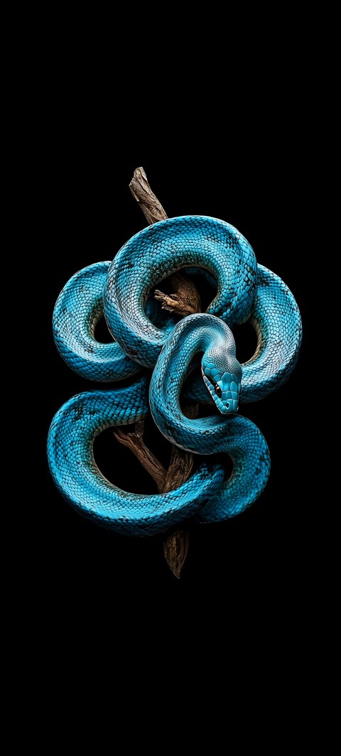 serpent, blue वॉलपेपर