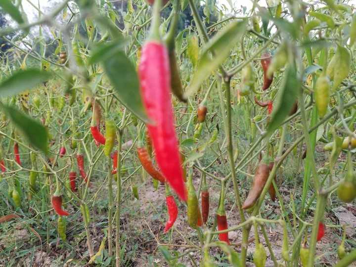 Chili & Red Pepper