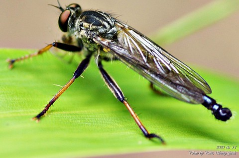 invertebrate, insect वॉलपेपर
