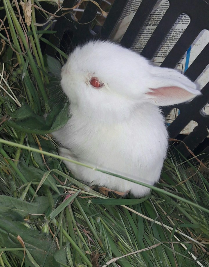 cute rabbit