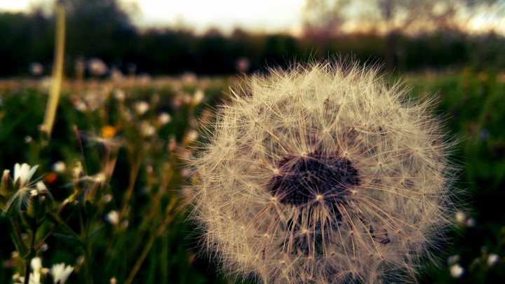 Dandelion